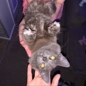 Meet your Posher, Stella